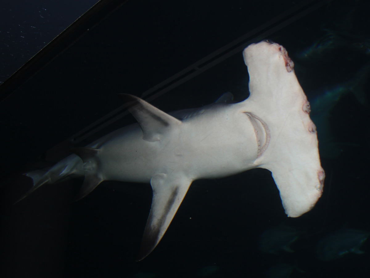 Requin Marteau
